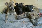 Cindy, Campfire, Caddicha und Casimir.jpg